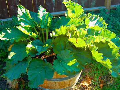 Glaskins Perpetual Heirloom Rhubarb Seeds