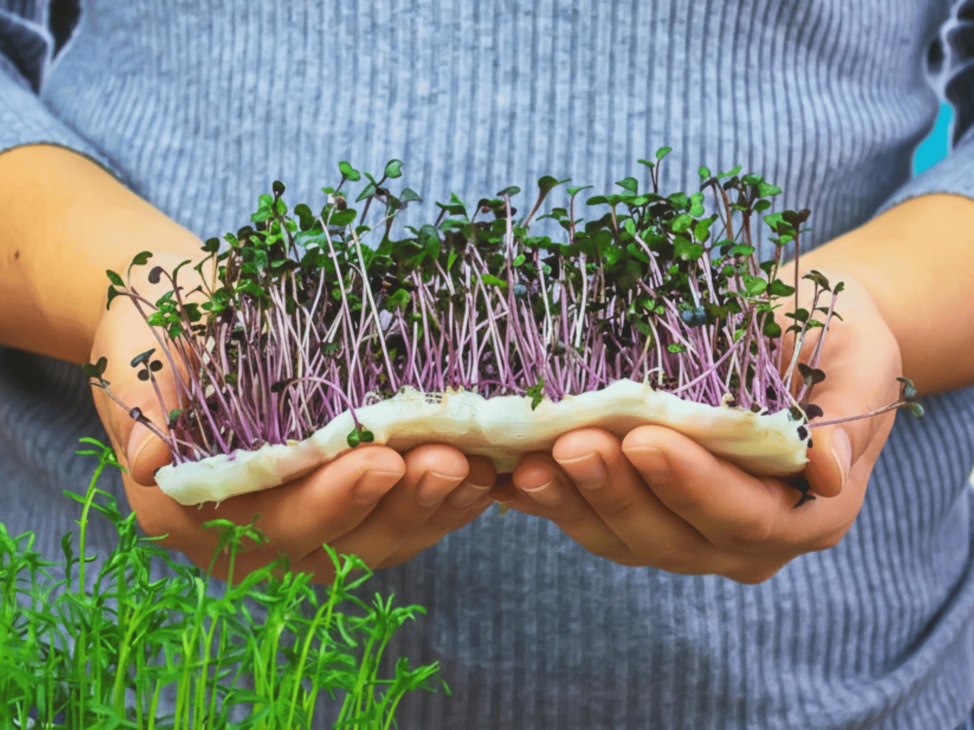 A person&#39;s hands holding a cluster of young sprouts with purple stems, surrounded by more sprouts in the background.