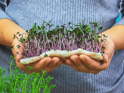 A person&#39;s hands holding a cluster of young sprouts with purple stems, surrounded by more sprouts in the background.