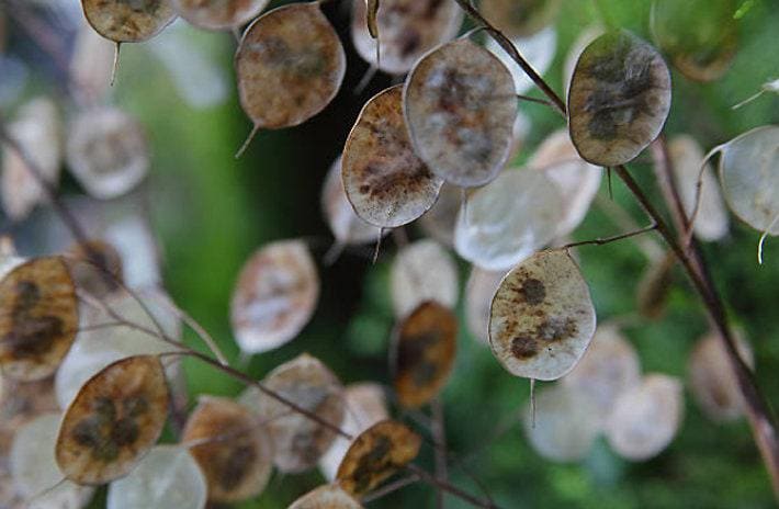 honesty plant seeds Honesty Money Plant Seeds