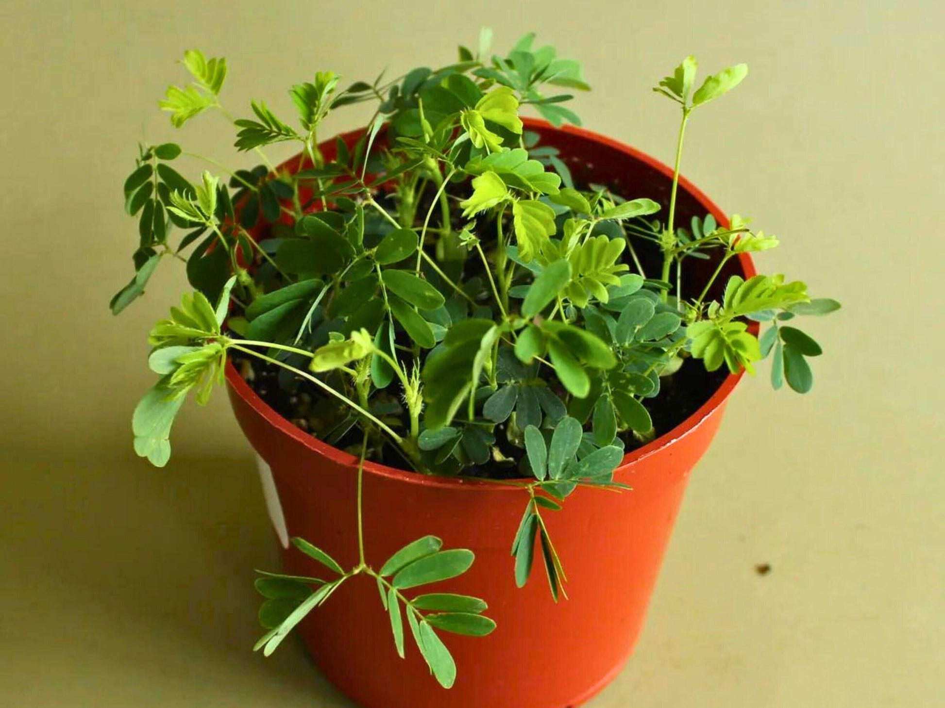 house plant shop mimosa pudica 'sensitive plant Sensitive Plant Seeds