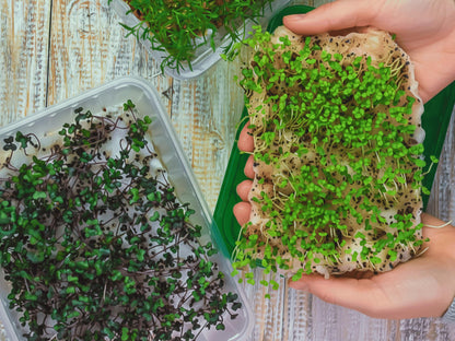 A pair of hands holding a tray of sprouts, with a tray of sprouts in the background.