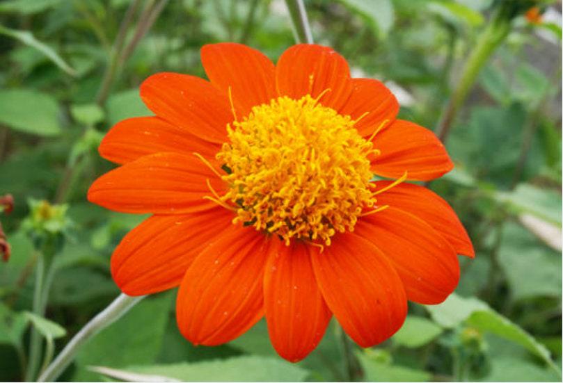 Mexican Torch Sunflower | Nimble NiteCap Heirloom Seeds – Nimble