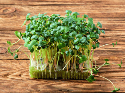 A bunch of fresh green sprouts or microgreens growing in a tray on a wooden surface.