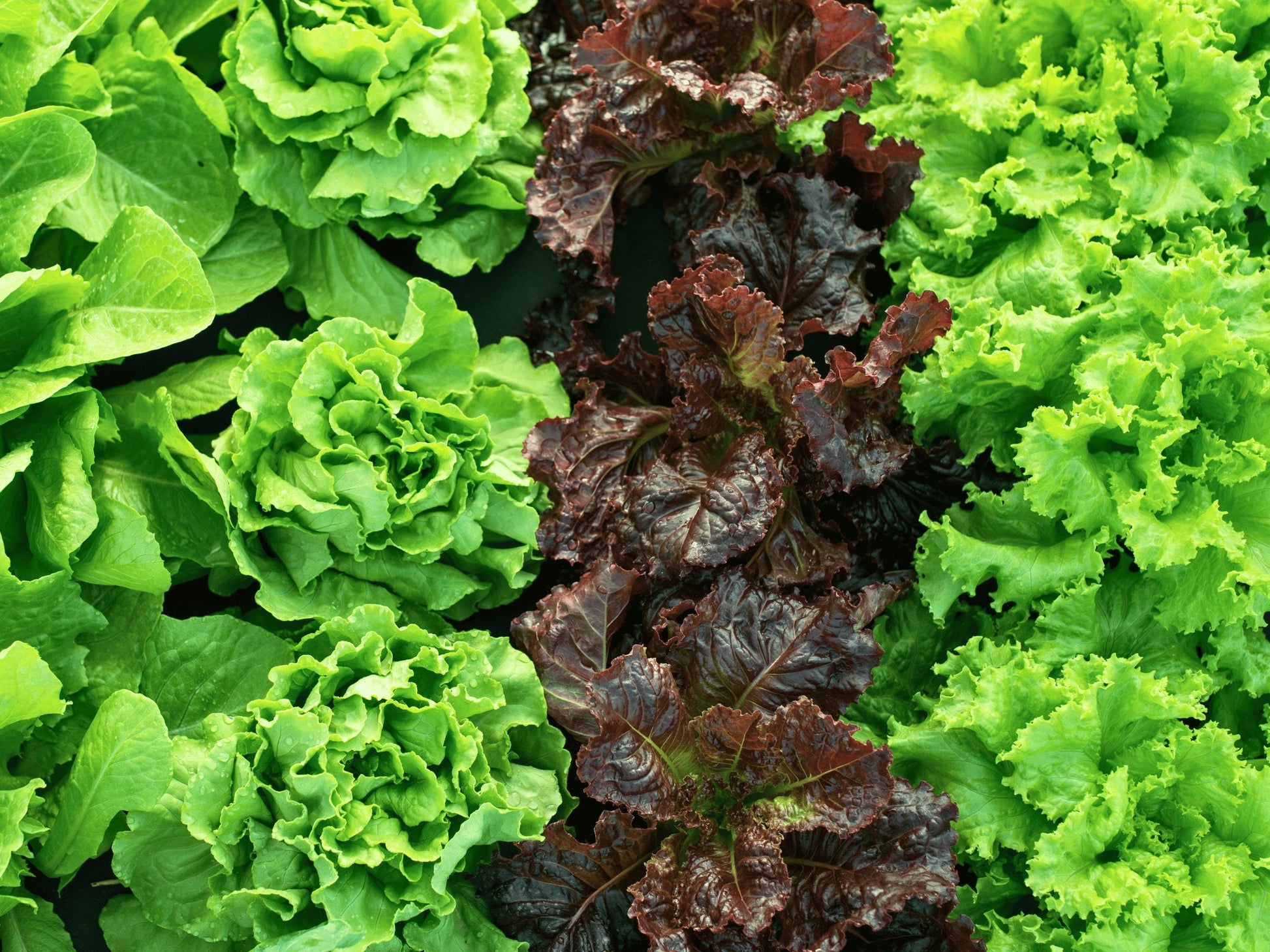 a close-up view of various types of lettuce plants, including a mix of green and red lettuce leaves.