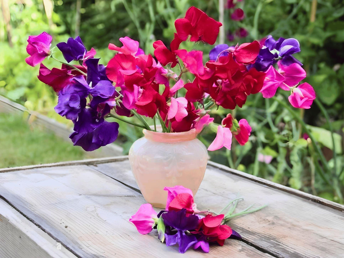 Royal Family Sweet Pea Flower Seeds - Mixed Colors, Fragrant Blooms, Easy To Grow