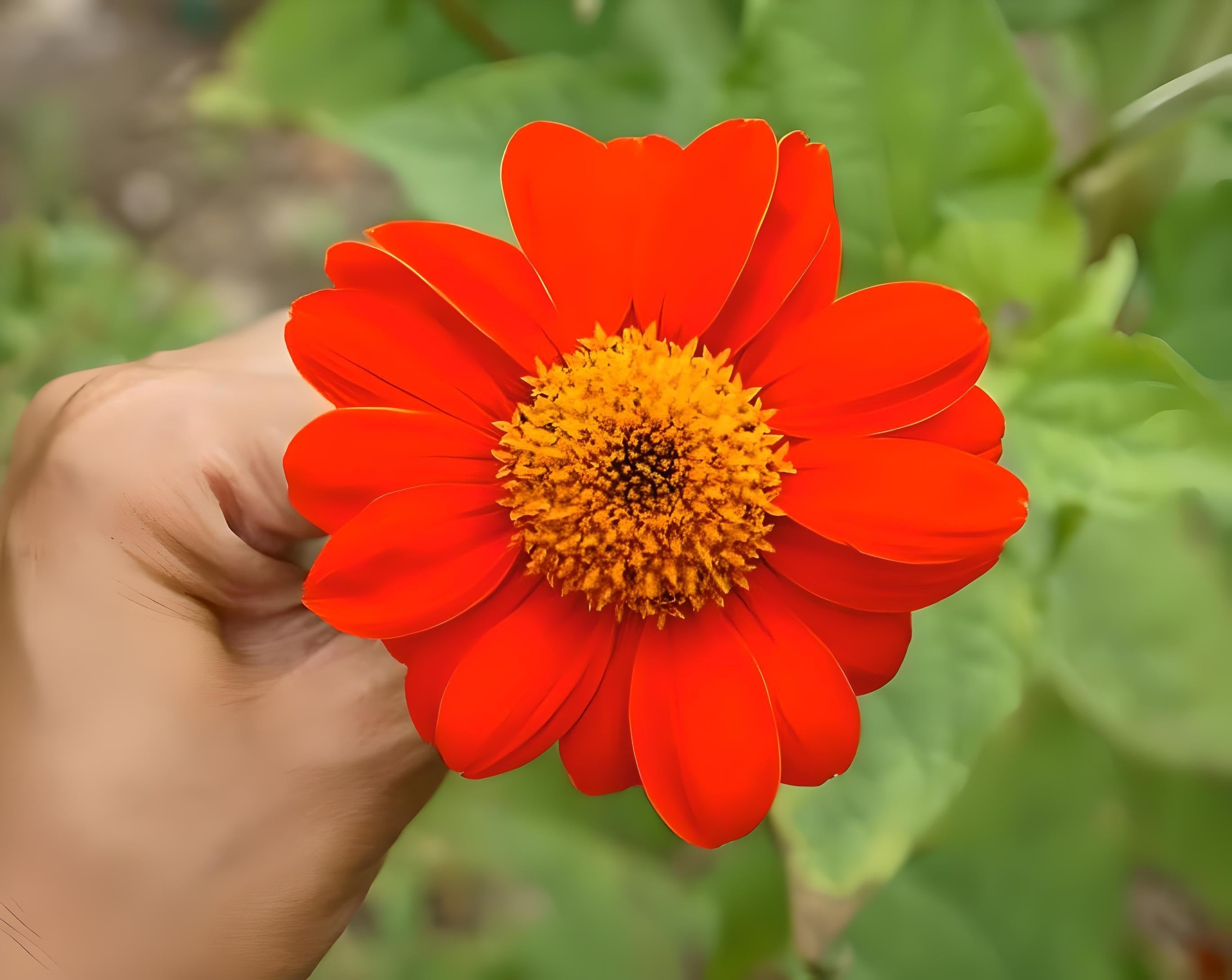 Mexican Torch Sunflower | Nimble NiteCap Heirloom Seeds – Nimble