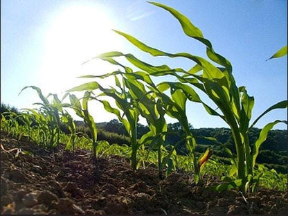 Country Gentlemen Heirloom Sweet Corn Seeds