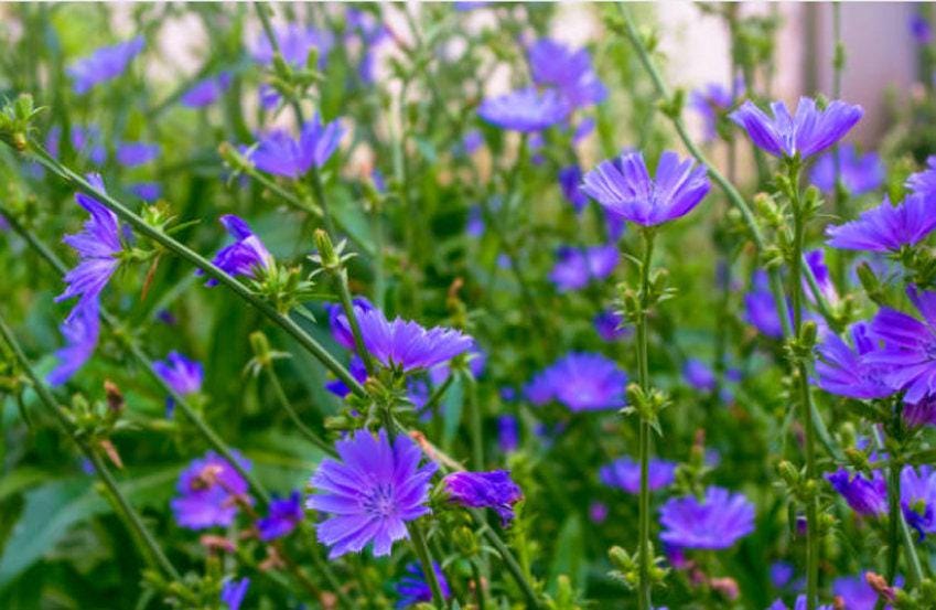 Chicory Heirloom Seeds - Nimble NiteCap Heirloom Seed Co