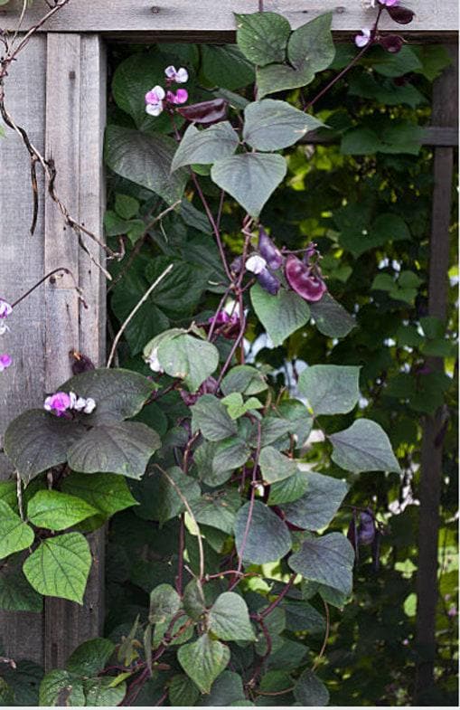 planting hyacinth bean vine seeds Hyacinth Bean Seeds