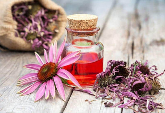 Purple Coneflower Echinacea Heirloom Seeds