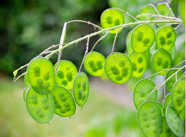 money plant seed pods Honesty Money Plant Seeds