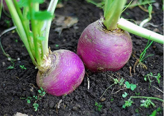 Purple Top Heirloom Rutabaga Seeds