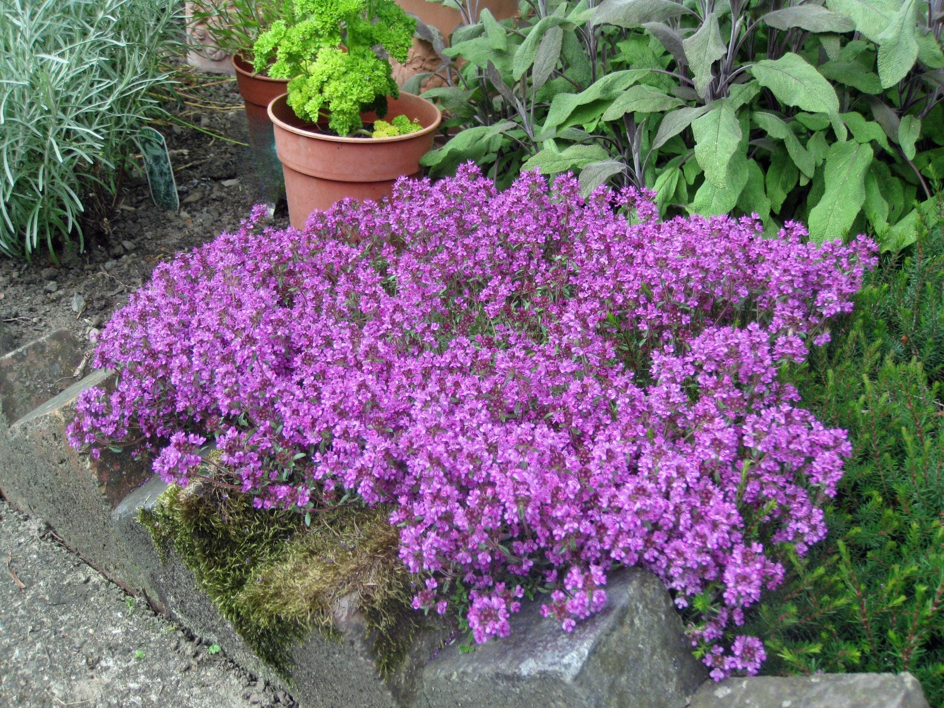 plant creeping thyme seeds Creeping Thyme Seeds