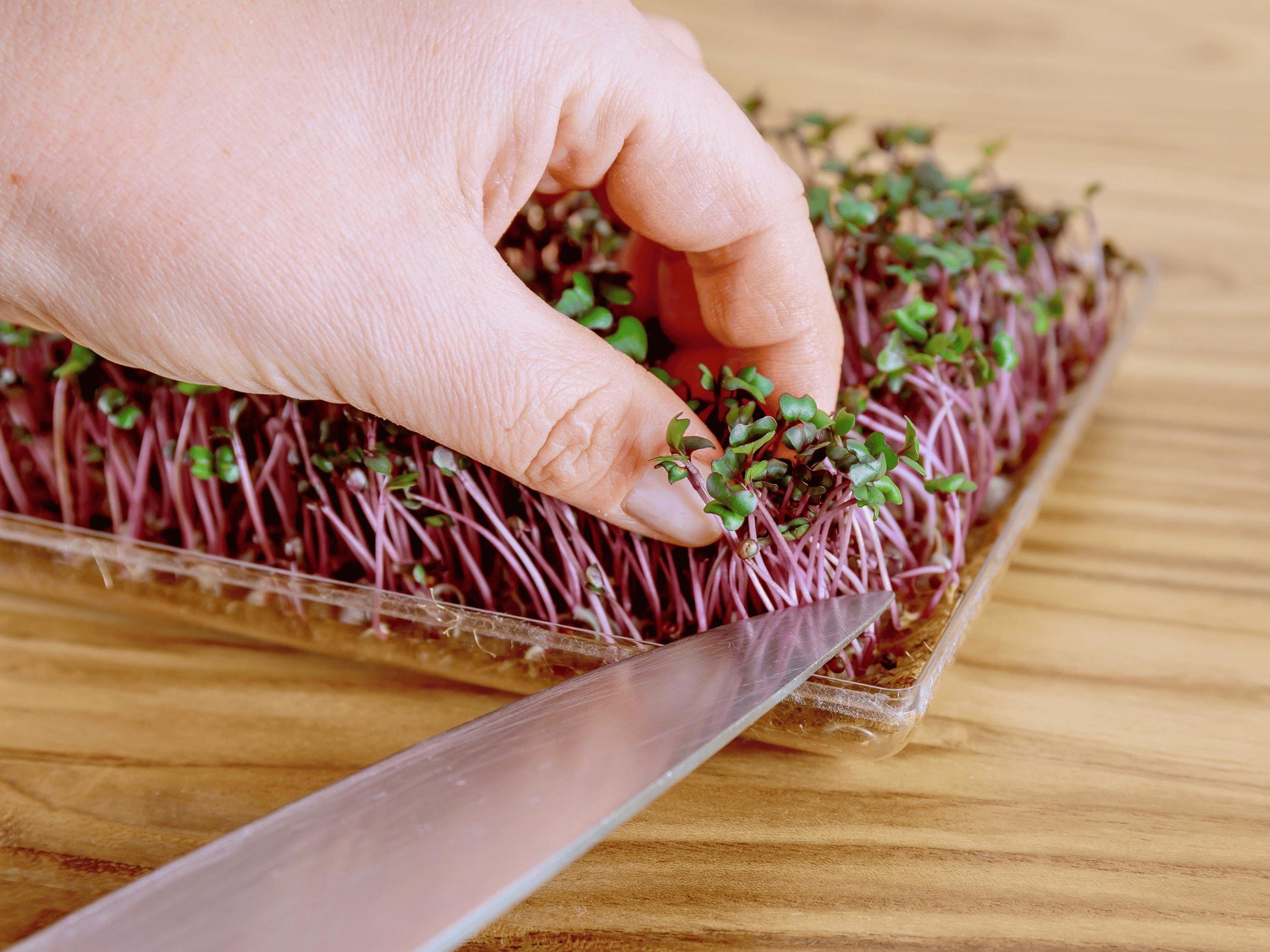 A hand is carefully placing a sprout into a tray of red and green sprouts on a wooden surface.