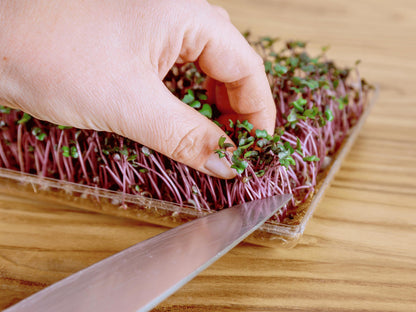 A hand is carefully placing a sprout into a tray of red and green sprouts on a wooden surface.