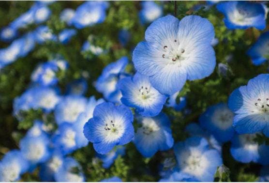 pale blue flower seeds fire emblem Baby Blue Eyes Heirloom Seeds