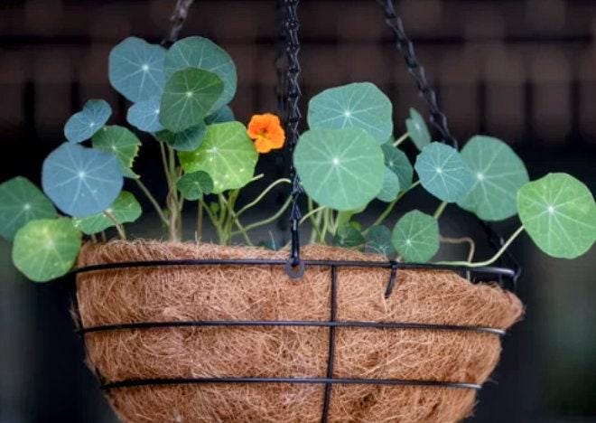 planting nasturtium seeds in pots Dwarf Nasturtium Seeds