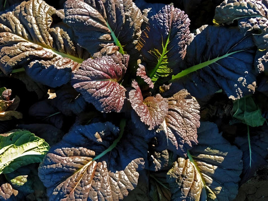 Red Giant Heirloom Mustard Seeds