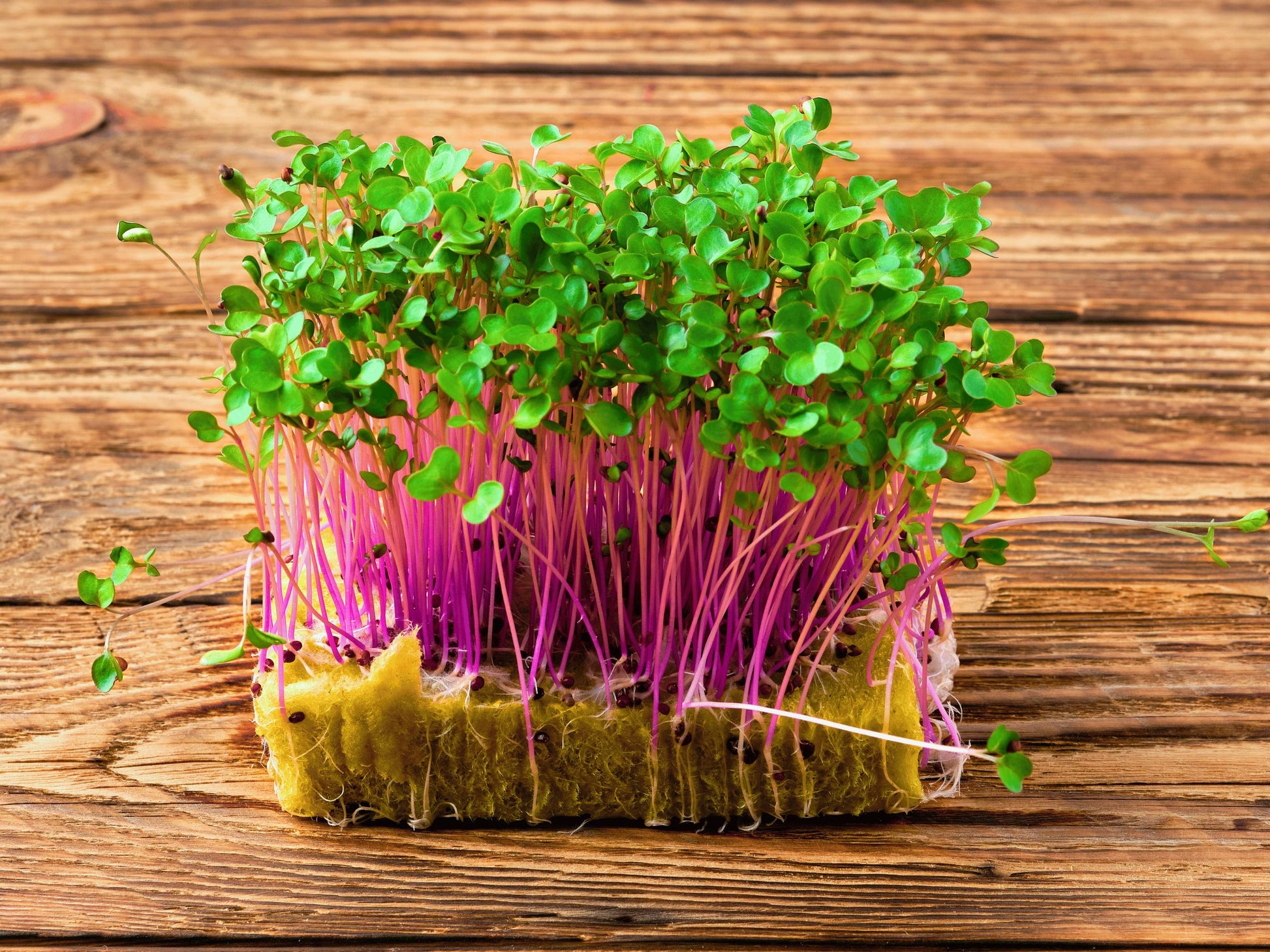 A close-up image of a bunch of green sprouts with pink stems, growing on a wooden surface.