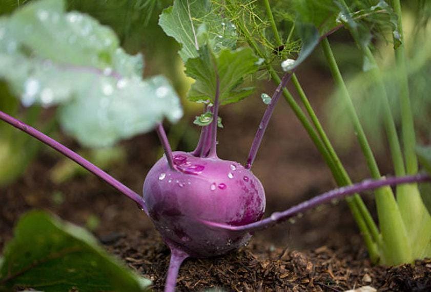 カウベル　ネパール産 Purple Kohlrabi Seeds | Nimble NiteCap Heirloom Co – Nimble