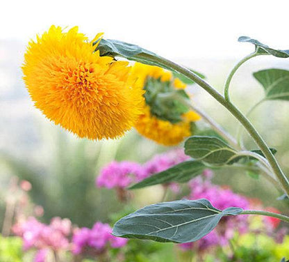 Teddy Bear Heirloom Sunflower Seeds
