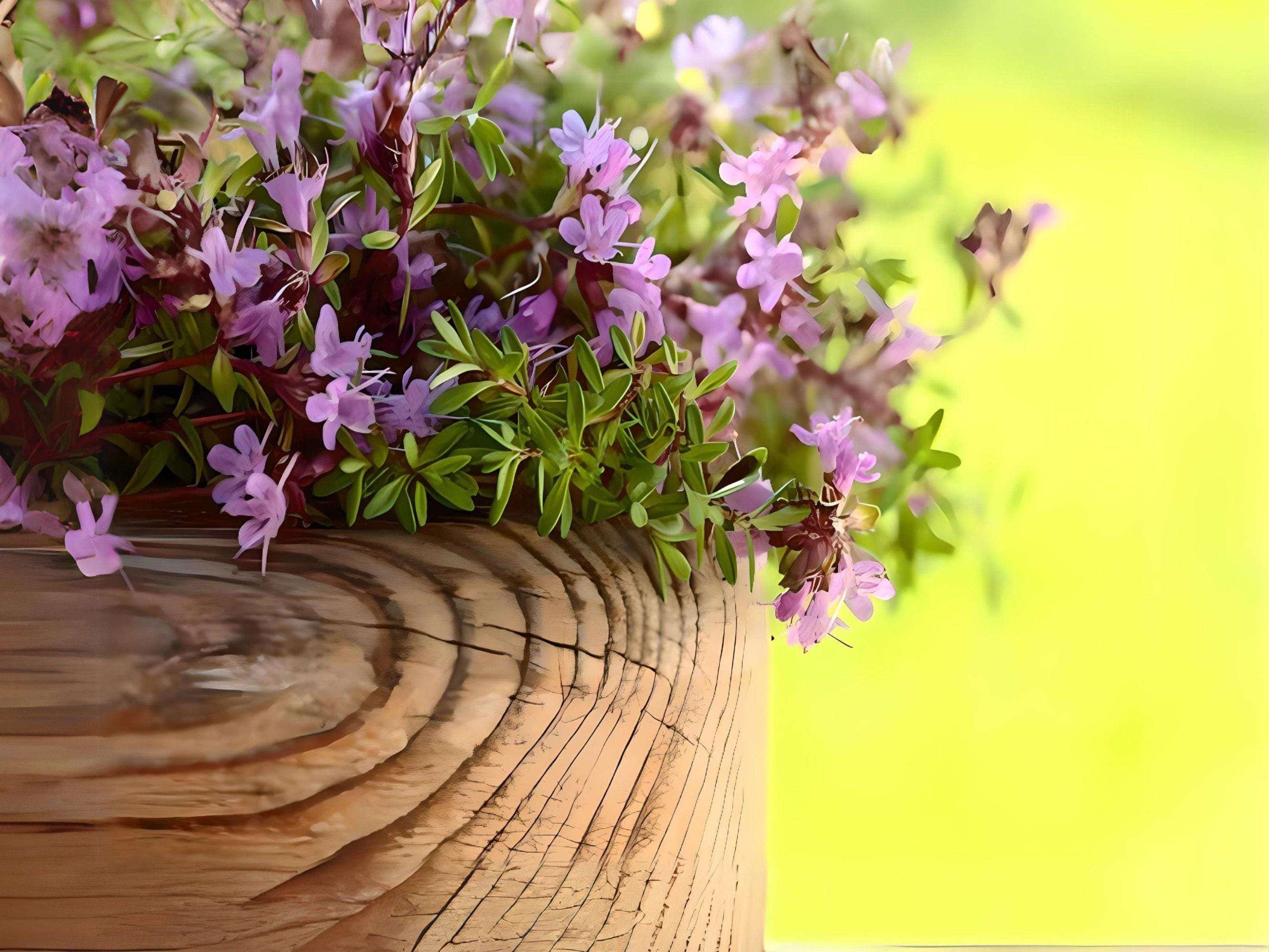 Creeping Thyme Seeds | Nimble NiteCap Heirloom Organic – Nimble