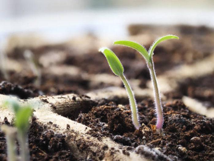 Manitoba Heirloom Tomato Seeds