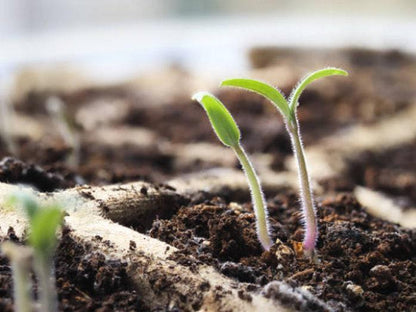 Manitoba Heirloom Tomato Seeds