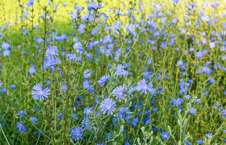 Chicory Heirloom Seeds - Nimble NiteCap Heirloom Seed Co