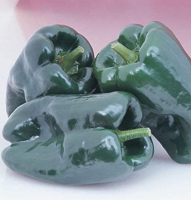Mulato Isleno/Chocolate Poblano Heirloom Hot Pepper Seeds