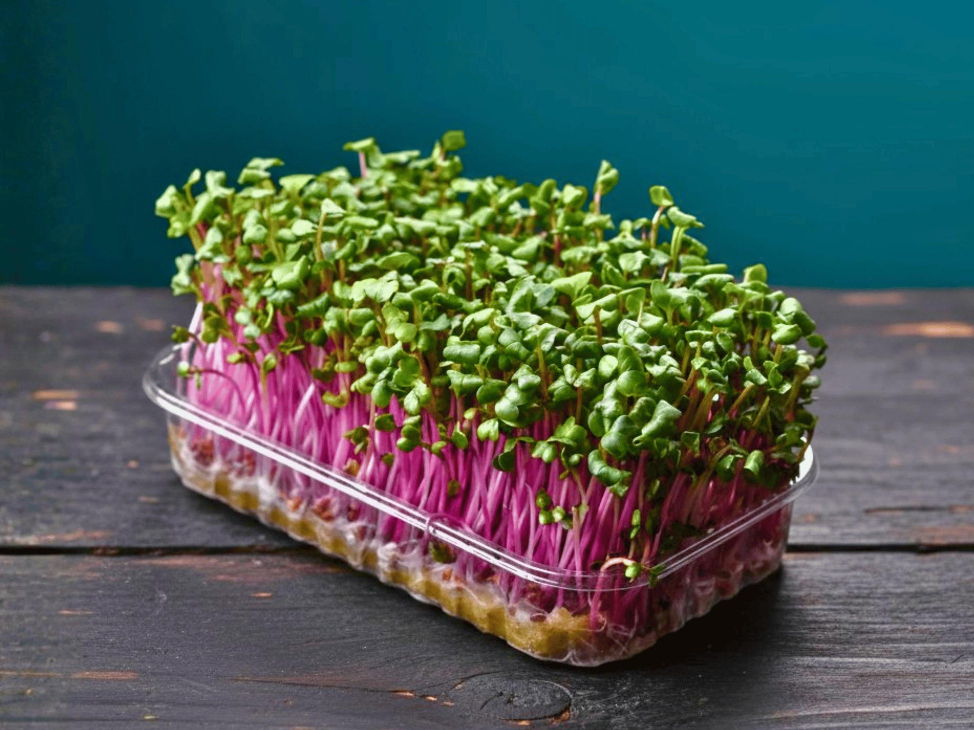A clear plastic container filled with a variety of green and purple sprouts, placed on a wooden surface against a teal background.