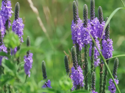 Hoary Vervain Heirloom Herb Seeds