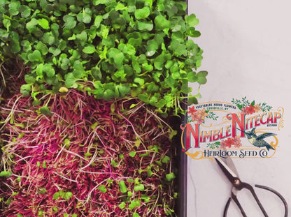 Rainbow Radish Microgreen Mix