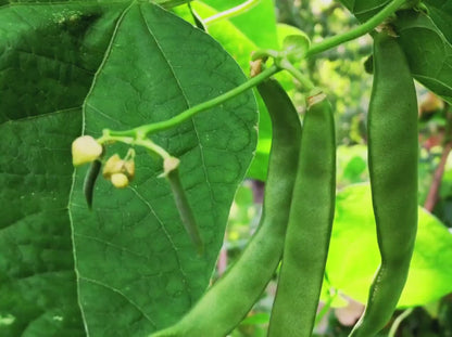 Roma II Heirloom Bush Bean Seeds